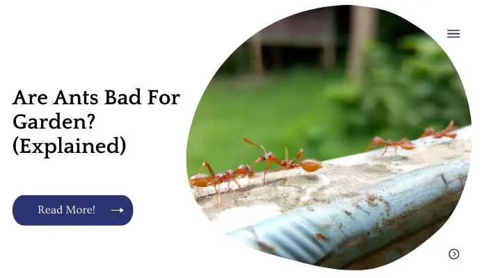 Are Ants Bad For Garden? (Explained)
