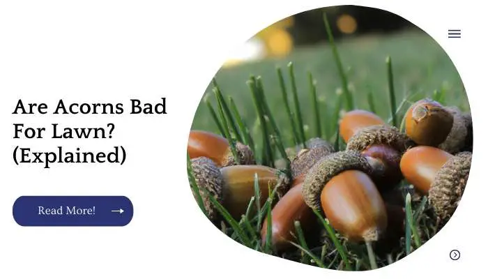 Are Acorns Bad For Lawn? (Explained)