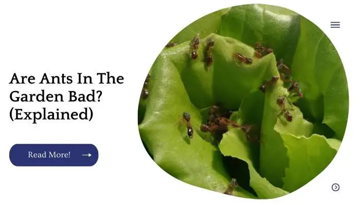 Are Ants In The Garden Bad? (Explained)