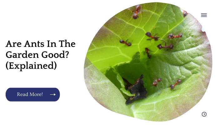 Are Ants In The Garden Good? (Explained)