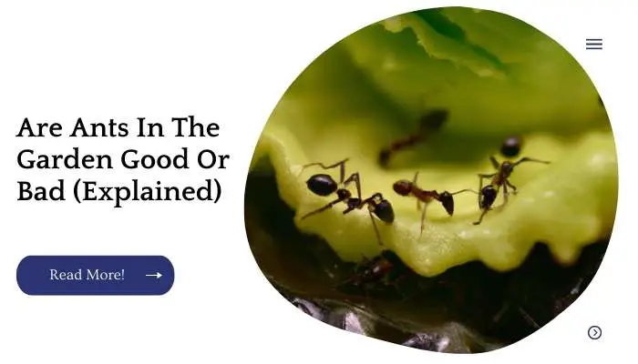 Are Ants In The Garden Good Or Bad (Explained)