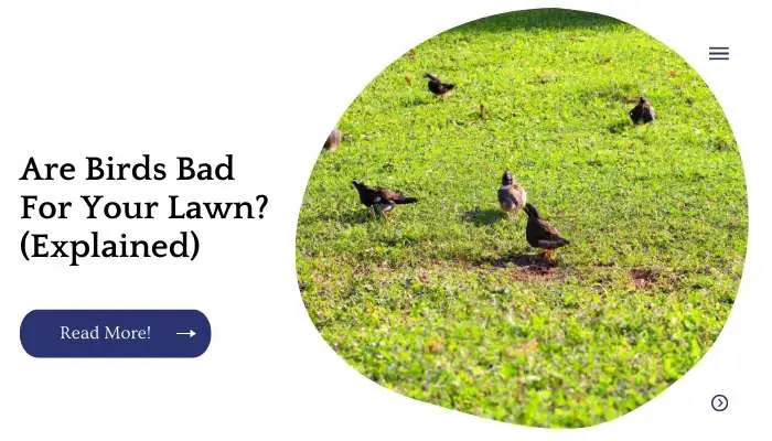 Are Birds Bad For Your Lawn? (Explained)