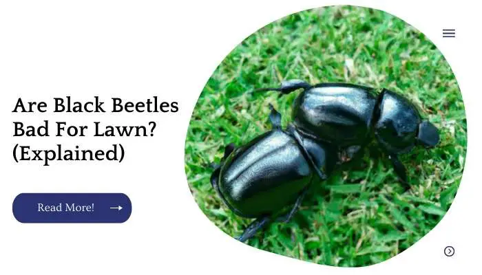 Are Black Beetles Bad For Lawn? (Explained)