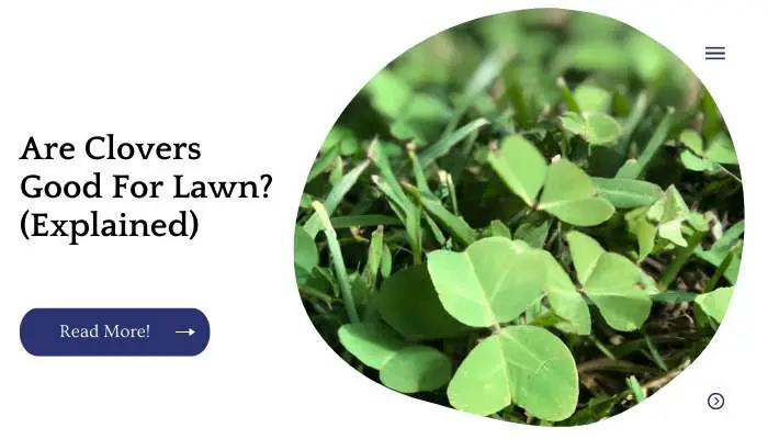 Are Clovers Good For Lawn? (Explained)