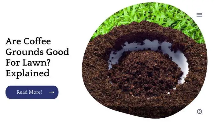 Are Coffee Grounds Good For Lawn? Explained