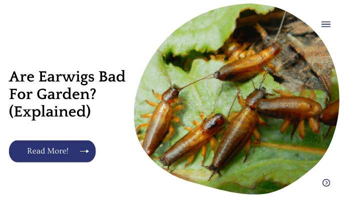 Are Earwigs Bad For Garden? (Explained)