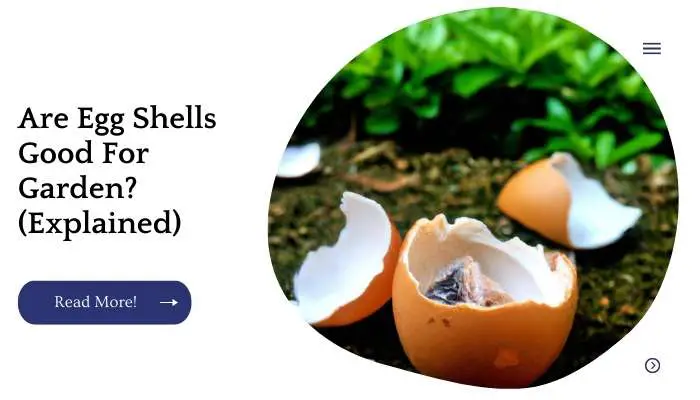 Are Egg Shells Good For Garden? (Explained)