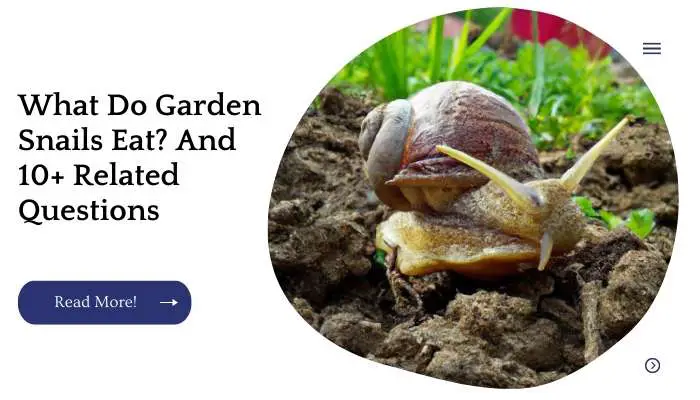 What Do Garden Snails Eat? And 10+ Related Questions