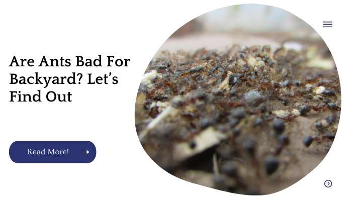 Are Ants Bad For Backyard? Let’s Find Out