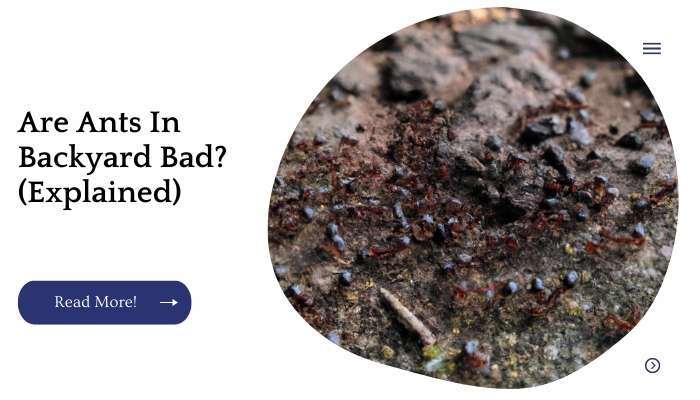 Are Ants In Backyard Bad? (Explained)