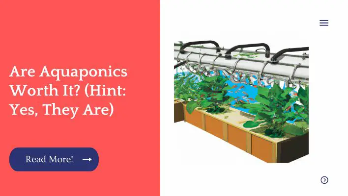 Are Aquaponics Worth It? (Hint: Yes, They Are)