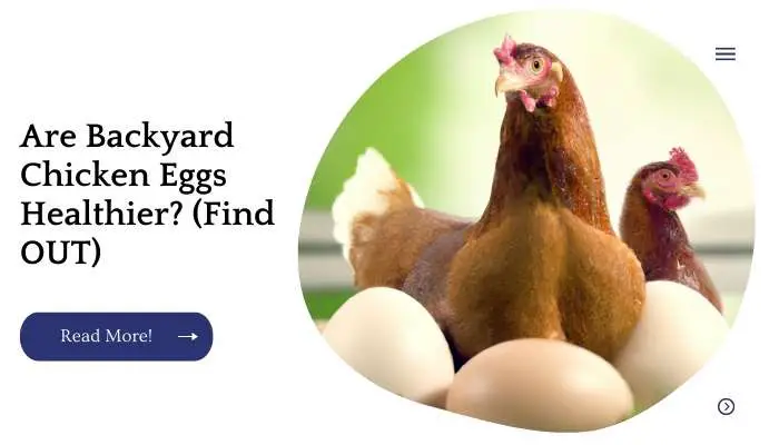 Are Backyard Chicken Eggs Healthier? (Find OUT)
