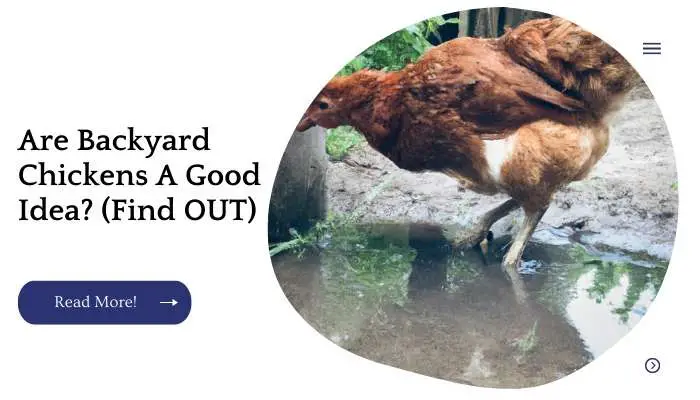 Are Backyard Chickens A Good Idea? (Find OUT)