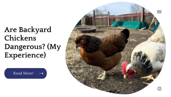 Are Backyard Chickens Dangerous? (My Experience)