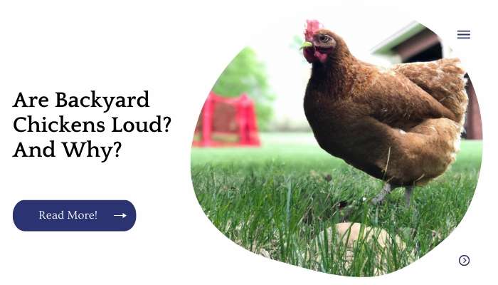 Are Backyard Chickens Loud? And Why?