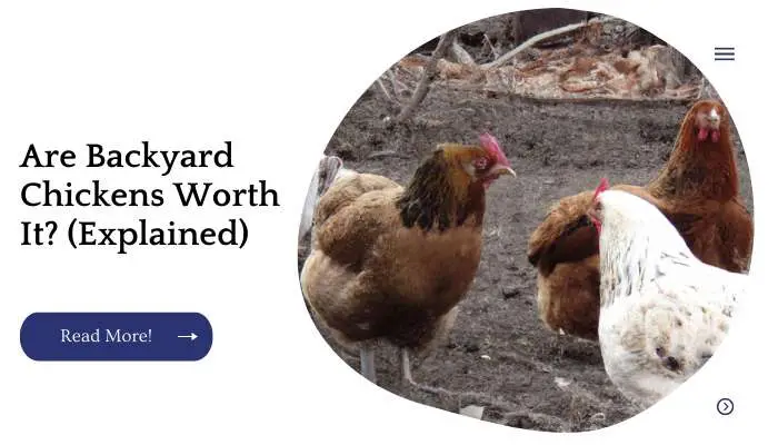 Are Backyard Chickens Worth It? (Explained)