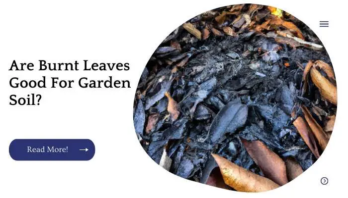 Are Burnt Leaves Good For Garden Soil?