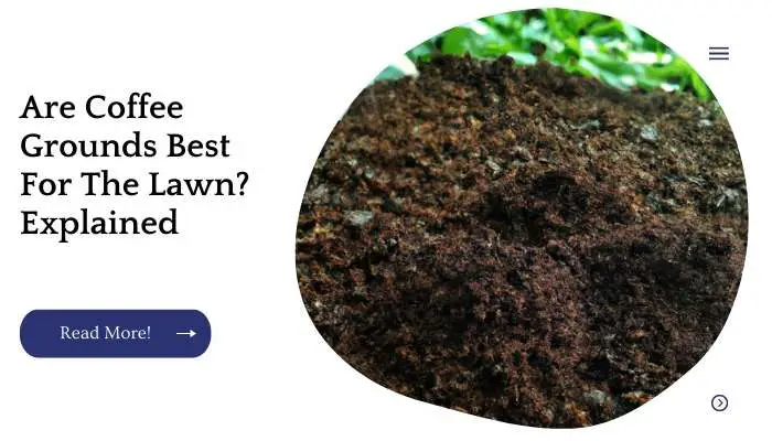 Are Coffee Grounds Best For The Lawn? Explained