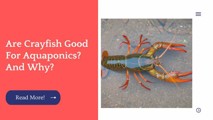 Are Crayfish Good For Aquaponics? And Why?