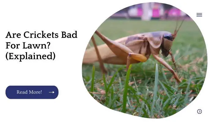 Are Crickets Bad For Lawn? (Explained)