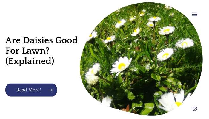 Are Daisies Good For Lawn? (Explained)