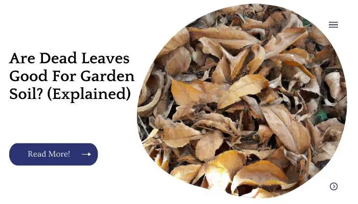Are Dead Leaves Good For Garden Soil? (Explained)