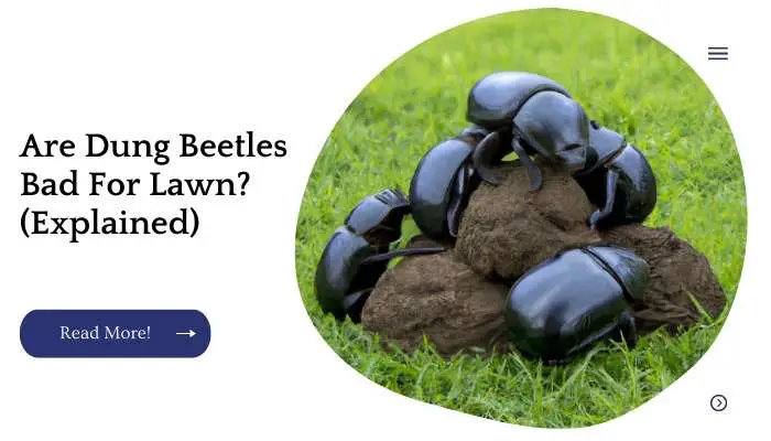 Are Dung Beetles Bad For Lawn? (Explained)