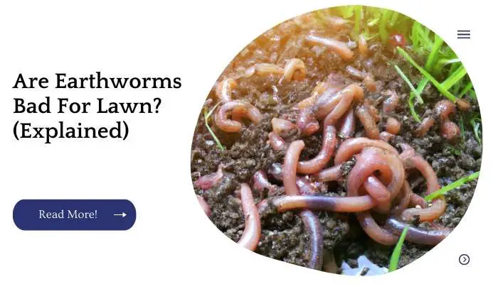 Are Earthworms Bad For Lawn? (Explained)