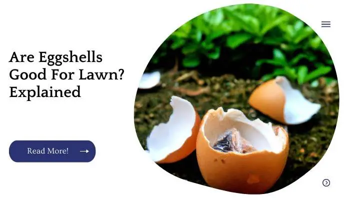 Are Eggshells Good For Lawn? Explained