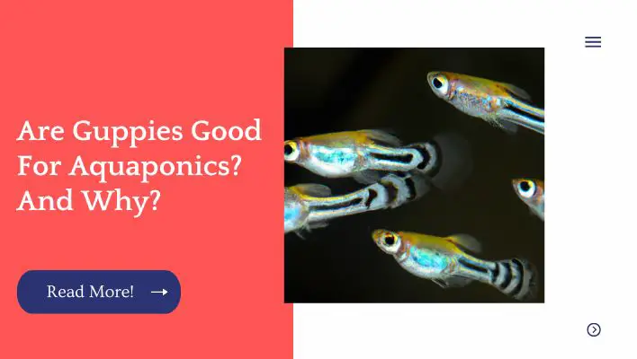 Are Guppies Good For Aquaponics? And Why?