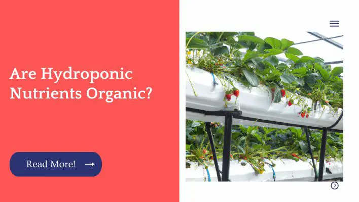 Are Hydroponic Nutrients Organic?