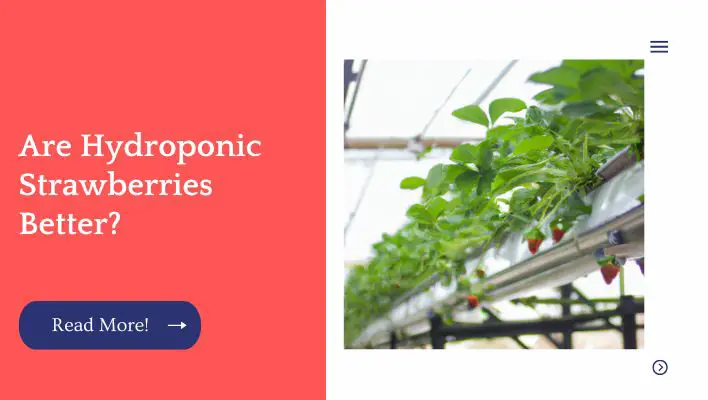 Are Hydroponic Strawberries Better?