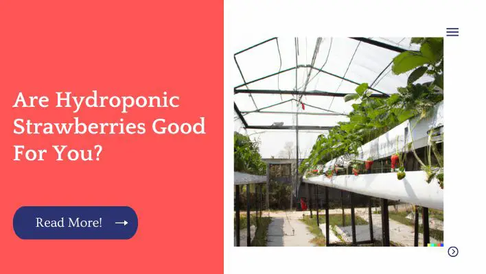 Are Hydroponic Strawberries Good For You?