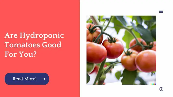 Are Hydroponic Tomatoes Good For You?
