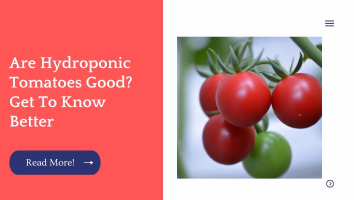 Are Hydroponic Tomatoes Good? Get To Know Better