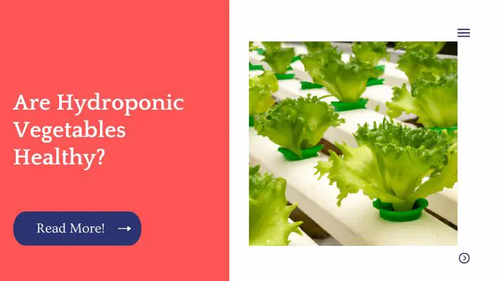 Are Hydroponic Vegetables Good For You?