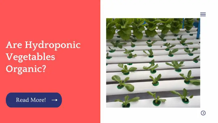 Are Hydroponic Vegetables Organic? 