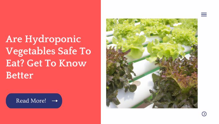 Are Hydroponic Vegetables Safe To Eat? Get To Know Better