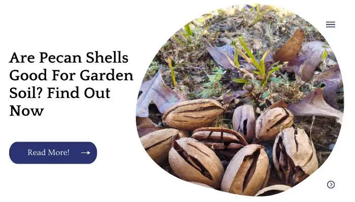 Are Pecan Shells Good For Garden Soil? Find Out Now