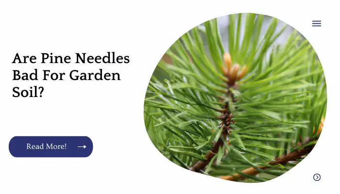 Are Pine Needles Bad For Garden Soil?