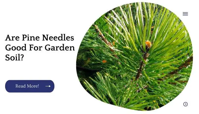 Are Pine Needles Good For Garden Soil?