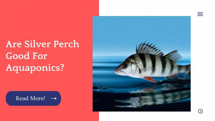 Are Silver Perch Good For Aquaponics?