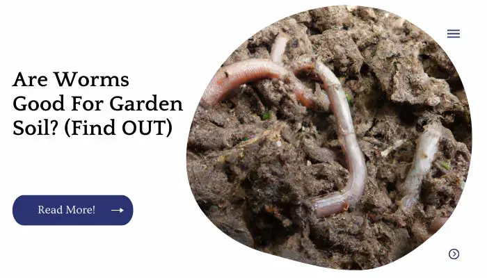 Are Worms Good For Garden Soil? (Find OUT) 