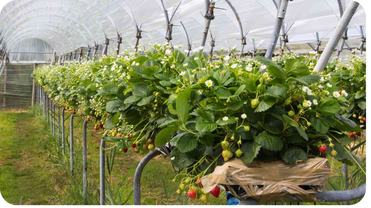 Maximizing Sweetness: Growing Delicious Hydroponic Strawberries
