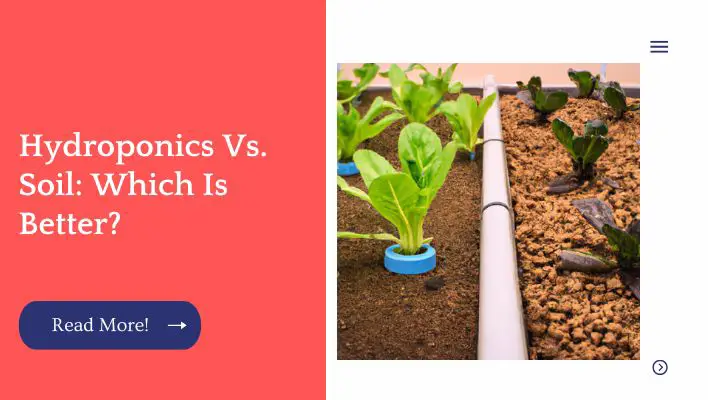 Hydroponics Vs. Soil: Which Is Better?
