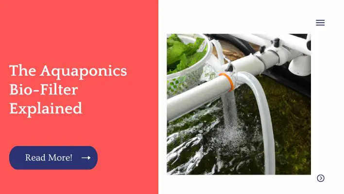 The Aquaponics Bio-Filter Explained