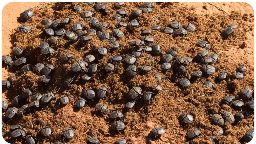 Unlocking the Green Magic Dung Beetles and Lawn Health Explained