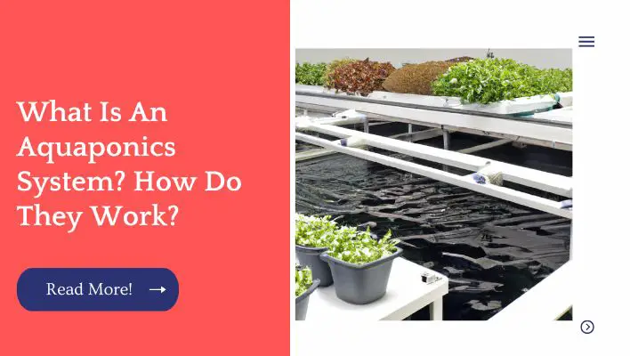 What Is An Aquaponics System? How Do They Work?