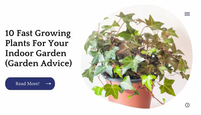 10 Fast Growing Plants For Your Indoor Garden (Garden Advice)