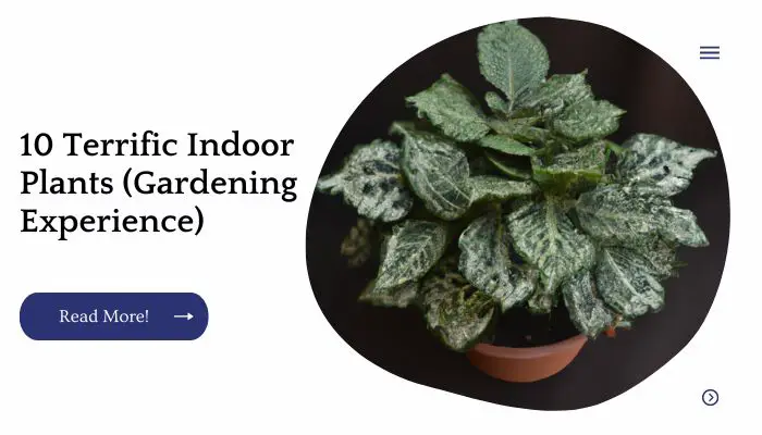 10 Terrific Indoor Plants (Gardening Experience)